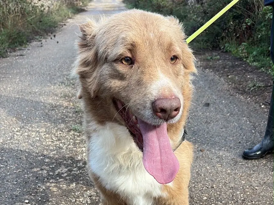 Adozione cane, maschio, Razza sconosciuta Razza sconosciuta, 5 anni e 4 mesi, taglia media, Taranto