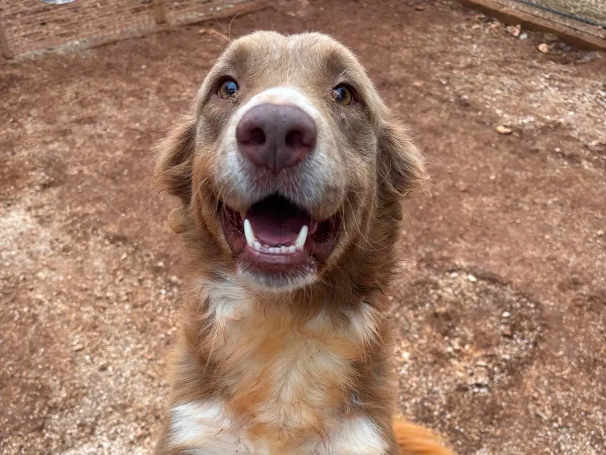 Adotta un cane, taglia media, maschio, Taranto
