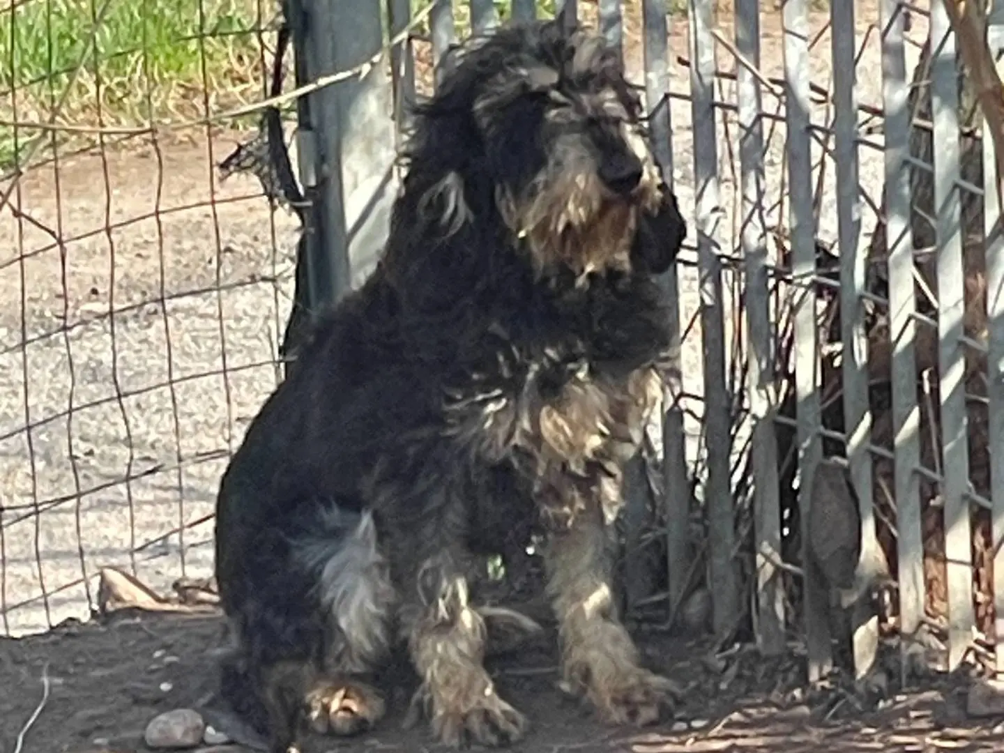 Foto 1 dell'animale