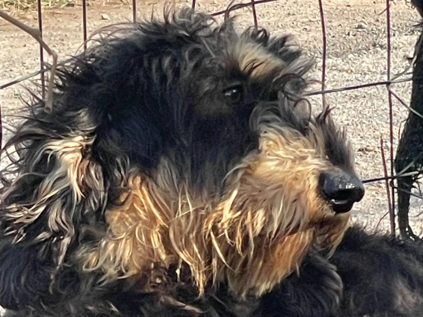 Foto 2 dell'animale