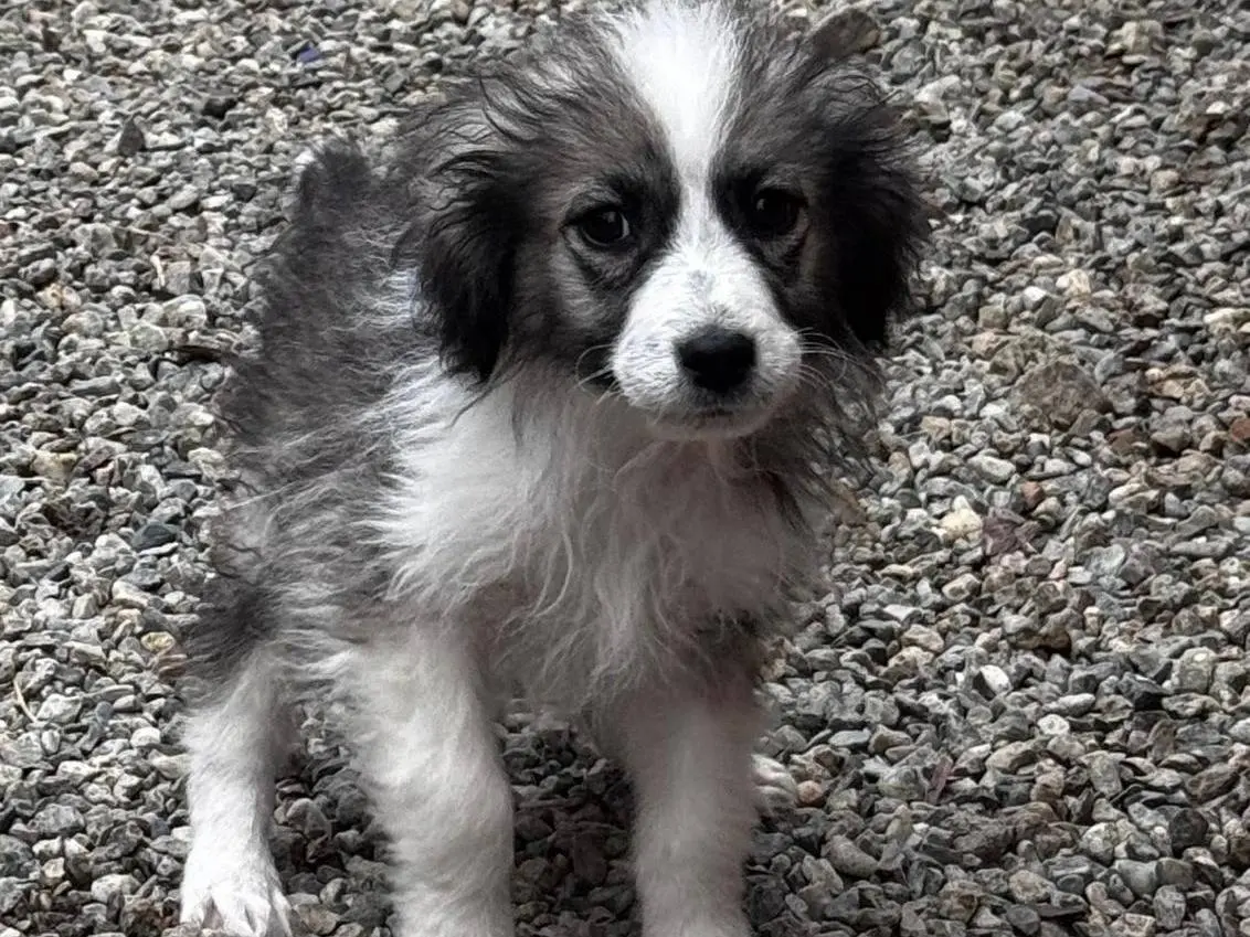 Adozione cane, maschio, Razza sconosciuta Razza sconosciuta, 11 mesi, taglia media contenuta, Crotone