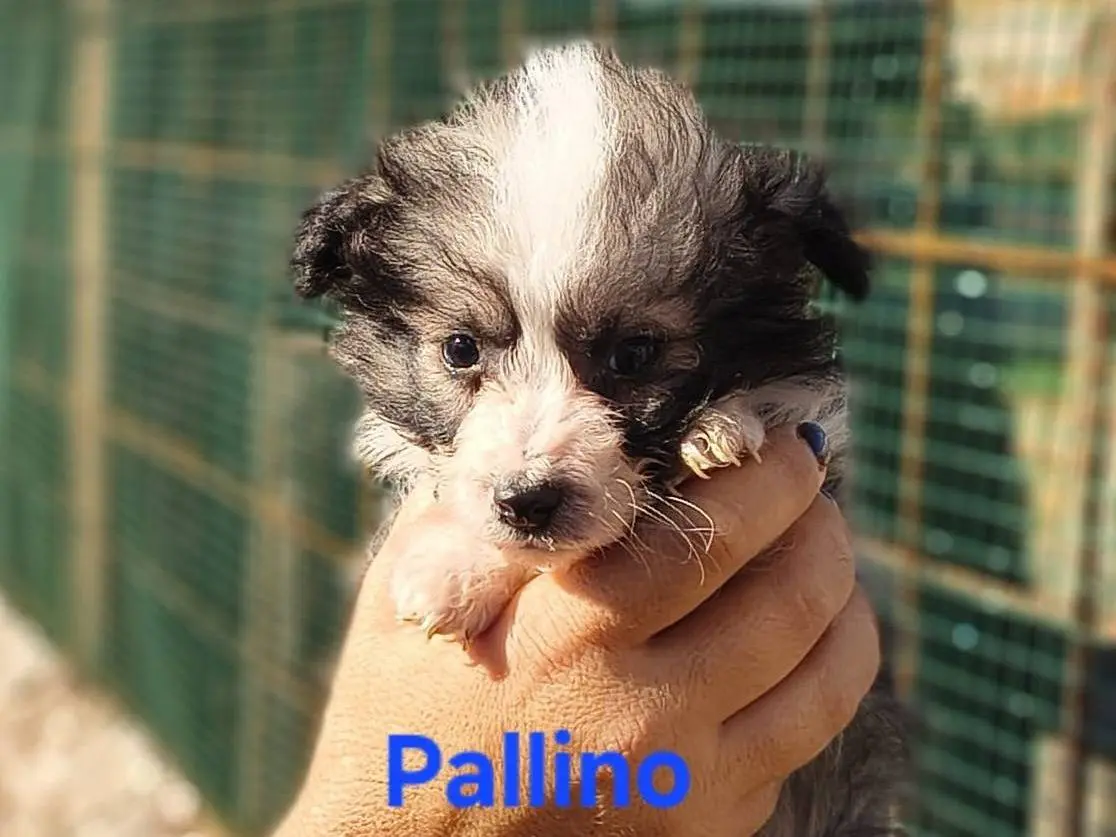 Adotta un cane, maschio, 11 mesi, Crotone