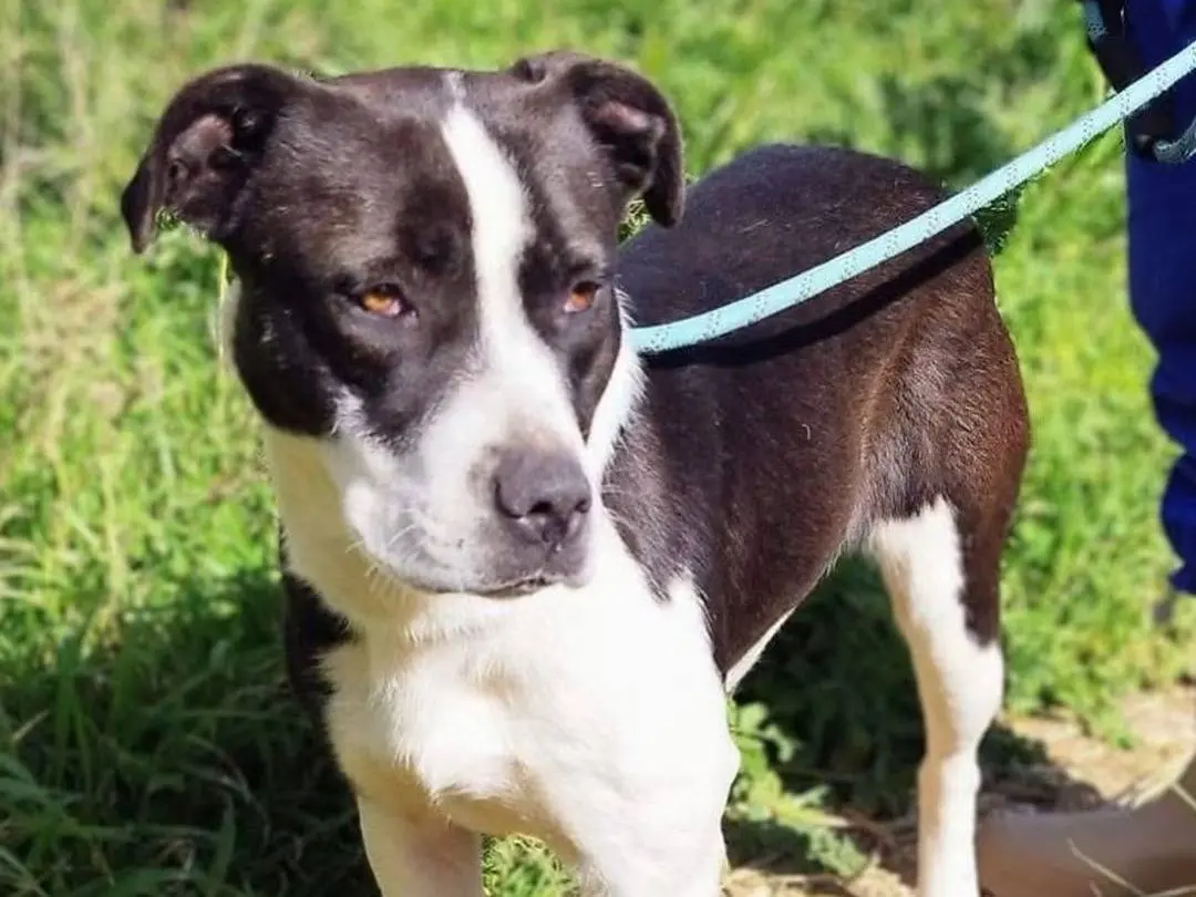 Adotta un cane, femmina, 1 anno e 9 mesi, Trapani
