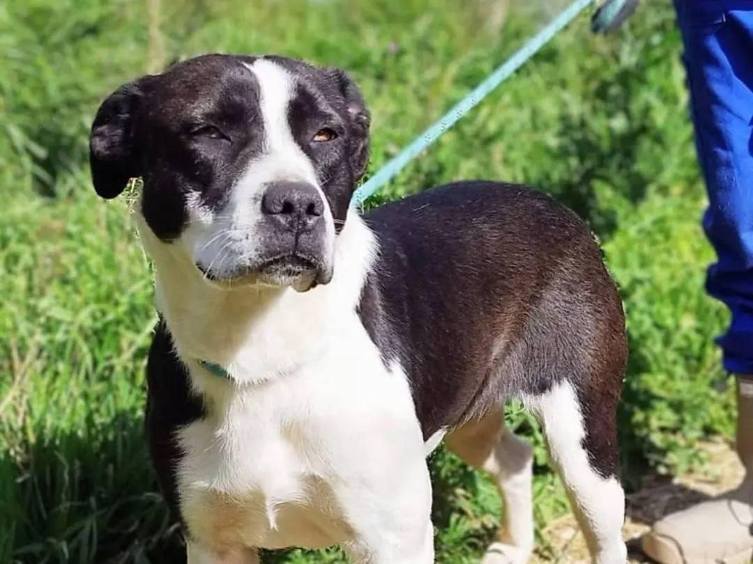 Adozione cane, femmina, Razza sconosciuta Razza sconosciuta, 1 anno e 9 mesi, taglia media, Trapani