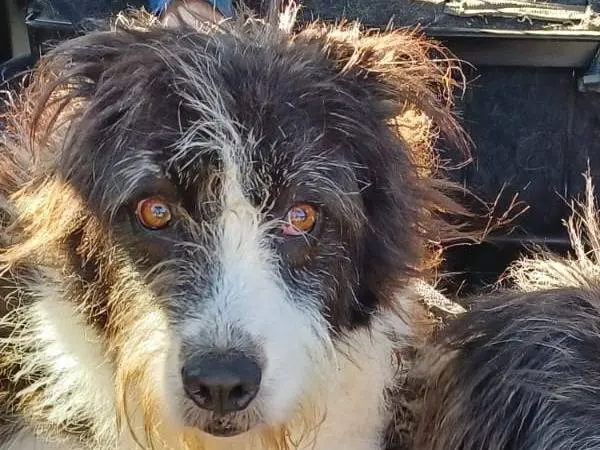 Adozione cane, femmina, Razza sconosciuta Razza sconosciuta, 5 anni e 1 mese, taglia media, Roma