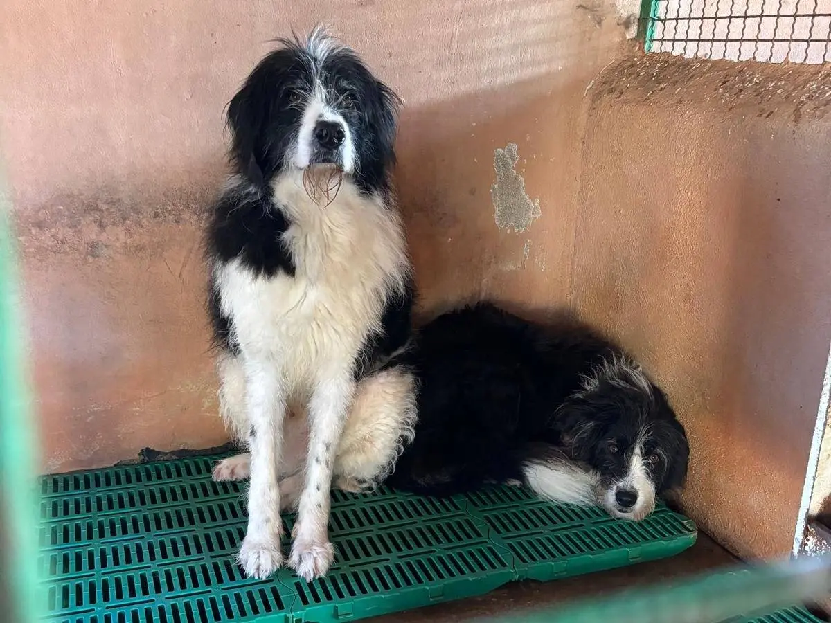 Adotta un cane, femmina, 5 anni e 1 mese, Roma
