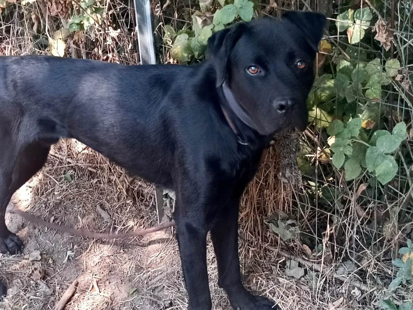 Adozione cane, maschio, Corso Razza sconosciuta, 2 anni e 9 mesi, taglia media, Pavia