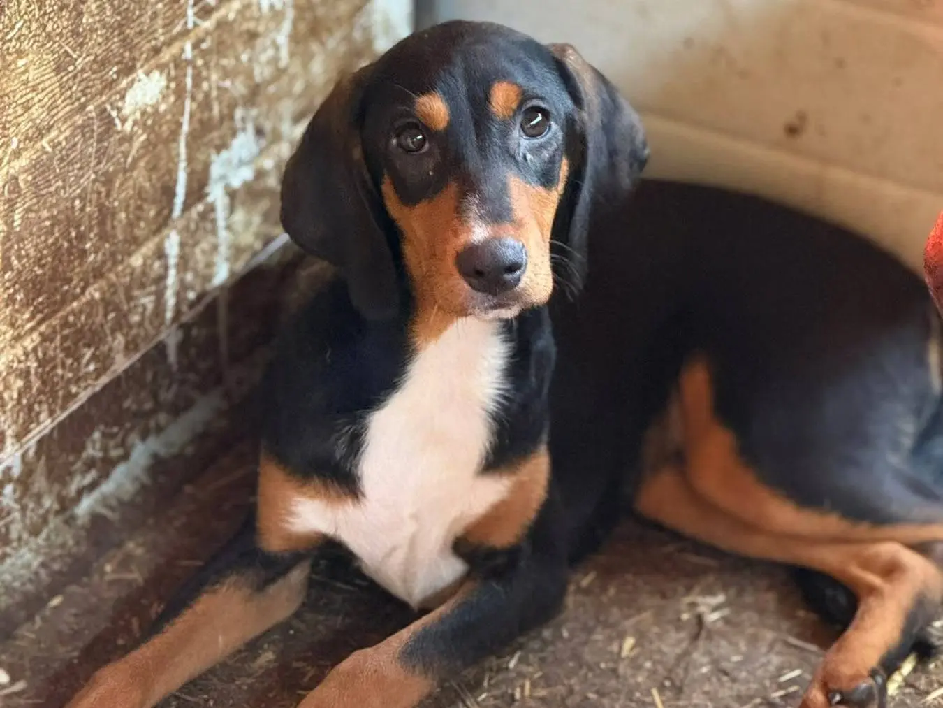 Adotta un cane, femmina, 8 mesi, Firenze