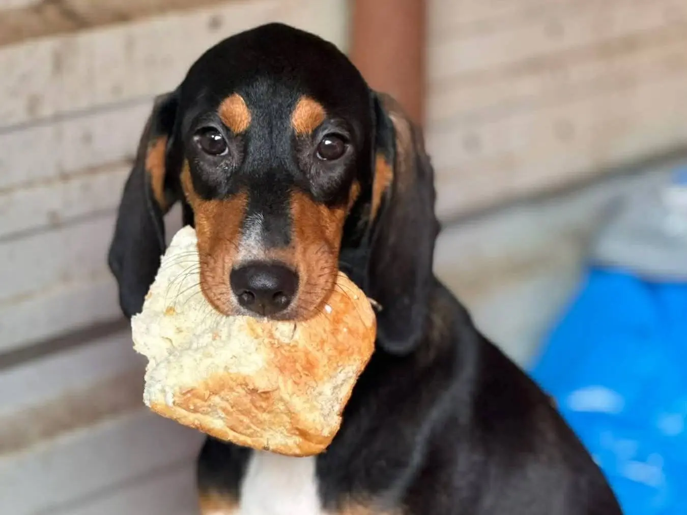 Adozione cane, femmina, Razza sconosciuta Razza sconosciuta, 8 mesi, taglia media contenuta, Firenze