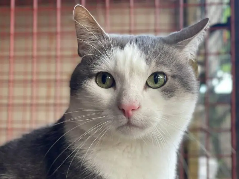 Adozione gatto, maschio, Razza sconosciuta Razza sconosciuta, 11 anni e 10 mesi, taglia non valida, Monza