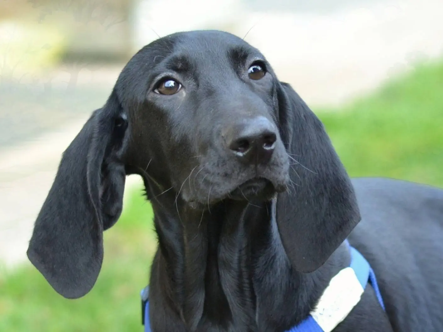 Adozione cane, maschio, Segugio Razza sconosciuta, 1 anno, taglia grande, Como