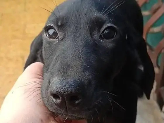 Adotta un cane, taglia grande, maschio, Como
