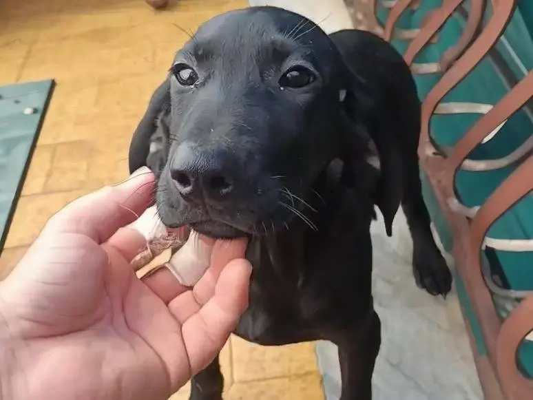 Adotta un cane, maschio, 1 anno, Como