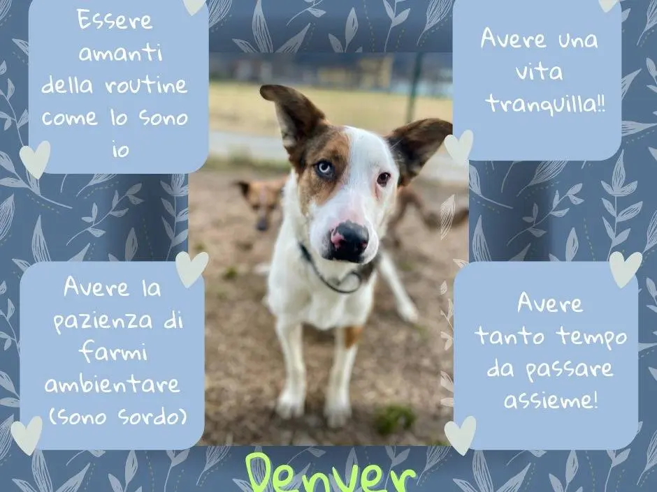 Foto 3 dell'animale