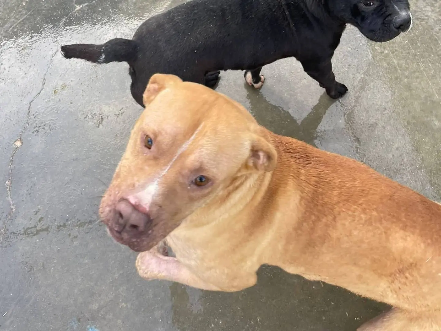 Adotta un cane, taglia media, femmina, Frosinone