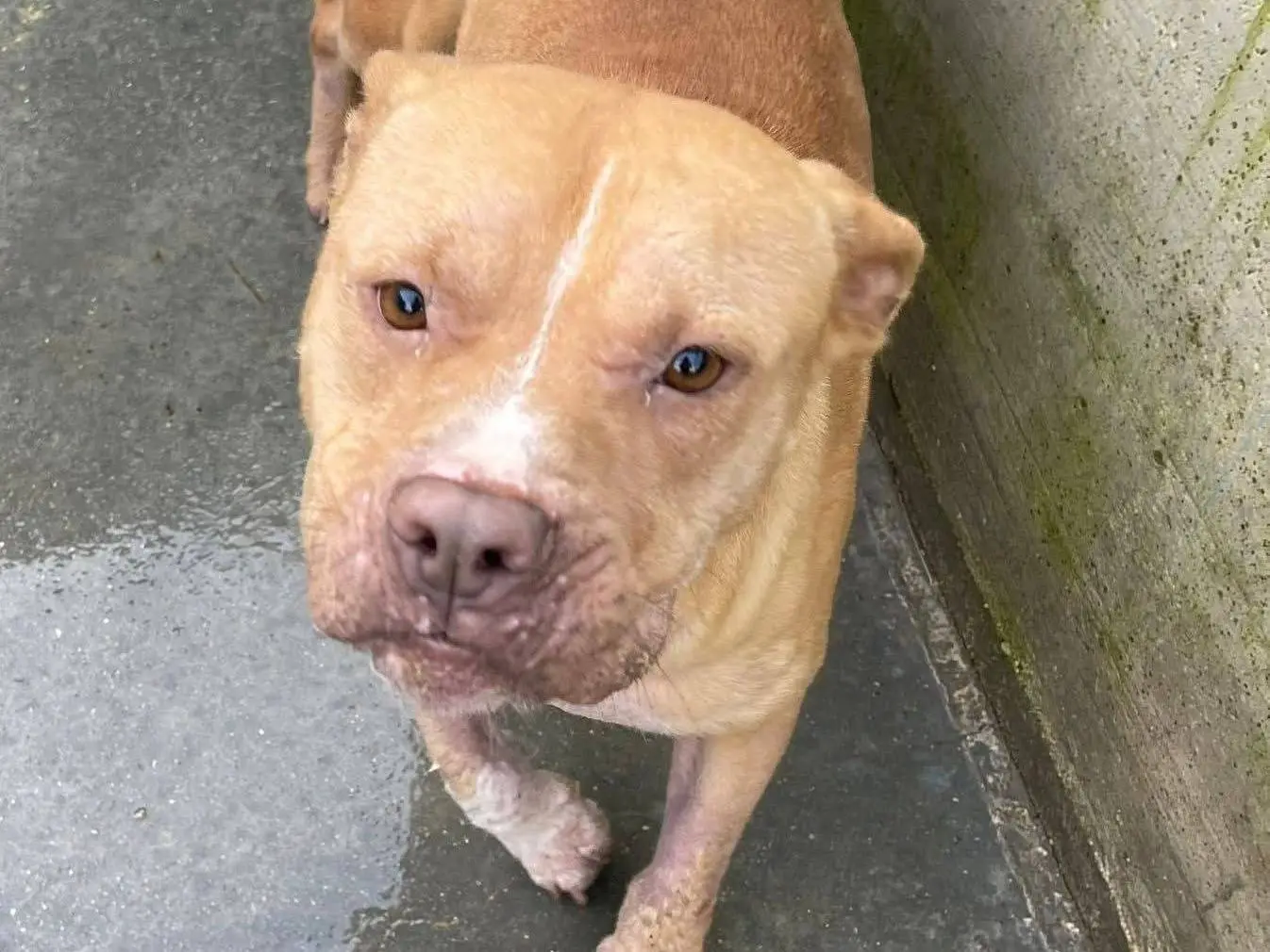 Adozione cane, femmina, Pitbull Razza sconosciuta, 1 anno e 9 mesi, taglia media, Frosinone