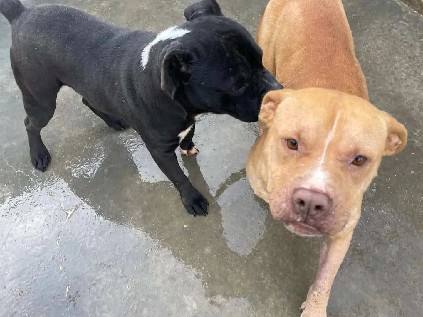 Adotta un cane, femmina, 1 anno e 9 mesi, Frosinone