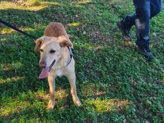 Adozione cane, maschio, Razza sconosciuta Razza sconosciuta, 1 anno e 1 mese, taglia media, Taranto