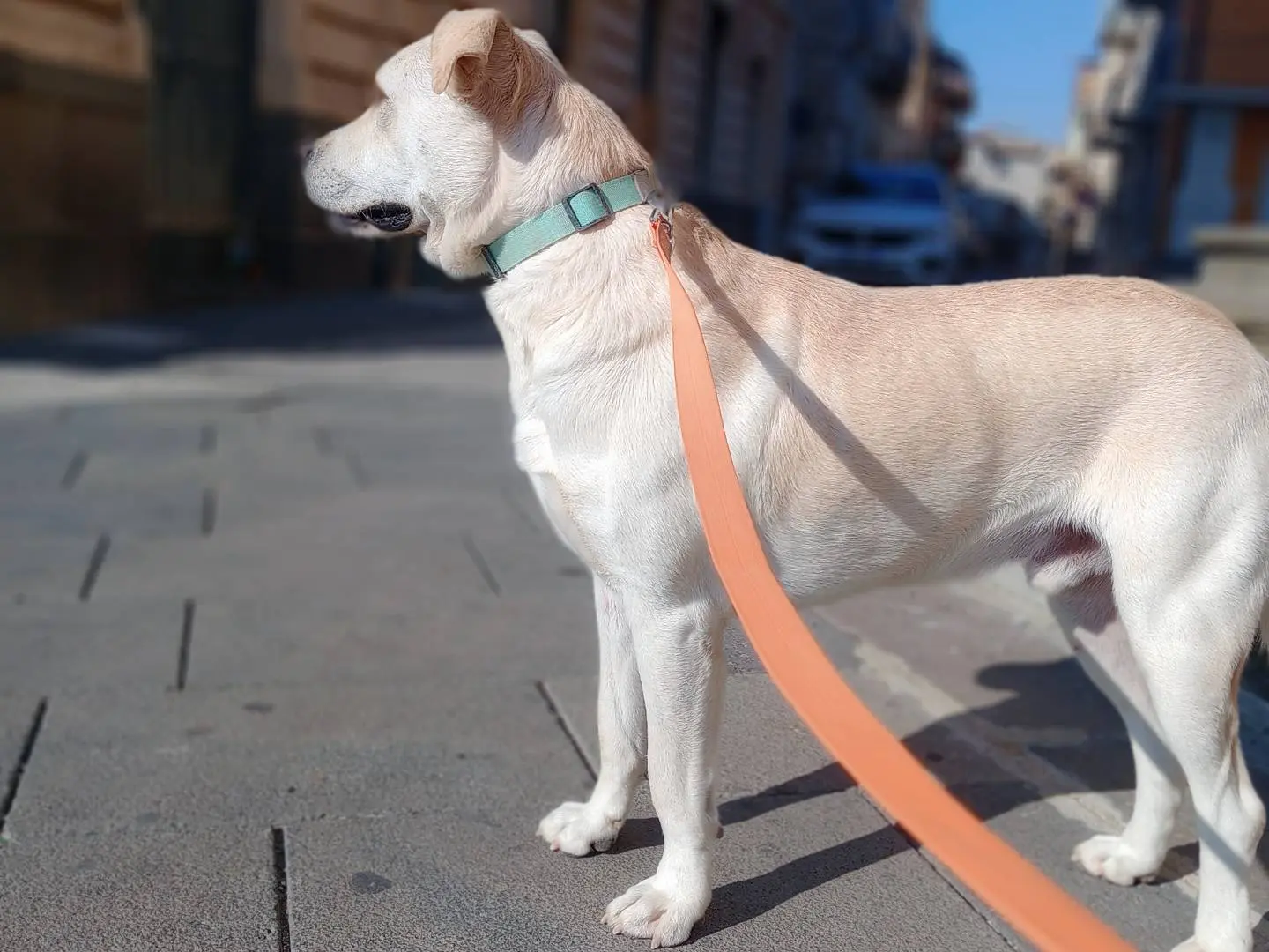 Foto 3 dell'animale