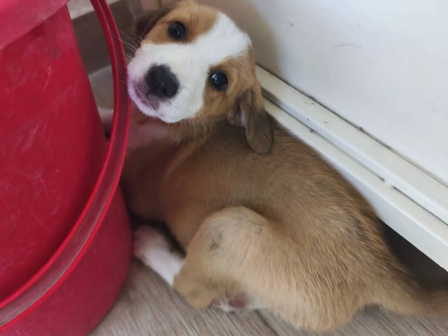 Adotta un cane, femmina, 4 mesi, Caserta