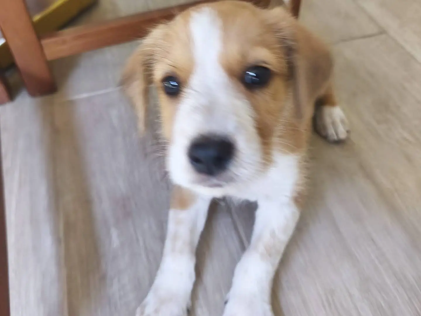 Vuoi adottare un cane a Caserta?
