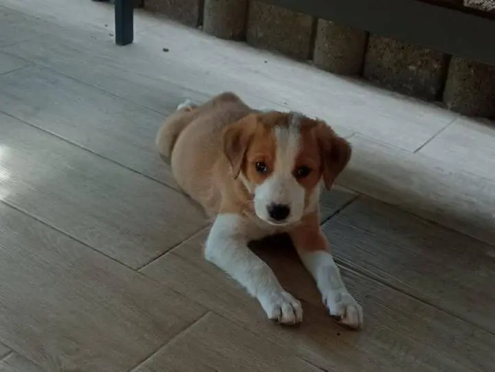 Adotta un cane, taglia media contenuta, femmina, Caserta