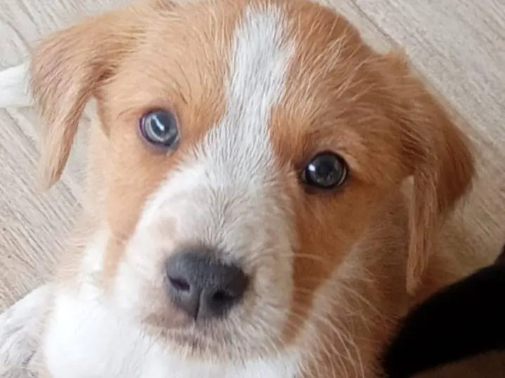 Adozione cane, femmina, Jack Russell Terrier Segugio, 4 mesi, taglia media contenuta, Caserta