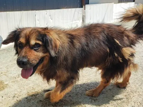 Adotta un cane, maschio, 6 anni e 10 mesi, Napoli