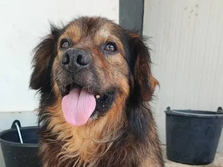Adotta un cane, taglia piccola, maschio, Napoli