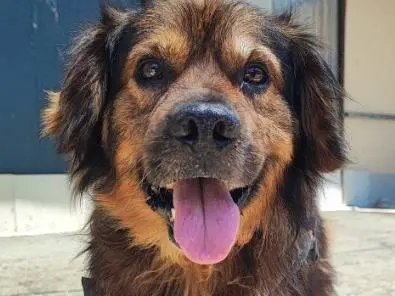 Adozione cane, maschio, Razza sconosciuta Razza sconosciuta, 6 anni e 10 mesi, taglia piccola, Napoli