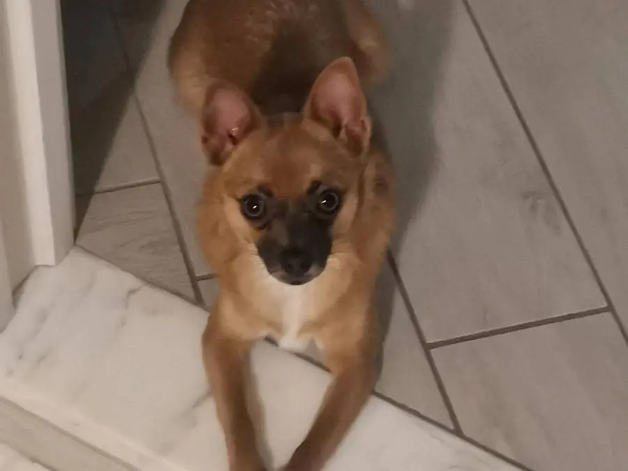 Adozione cane, femmina, Razza sconosciuta Razza sconosciuta, 5 anni e 8 mesi, taglia piccola, Napoli