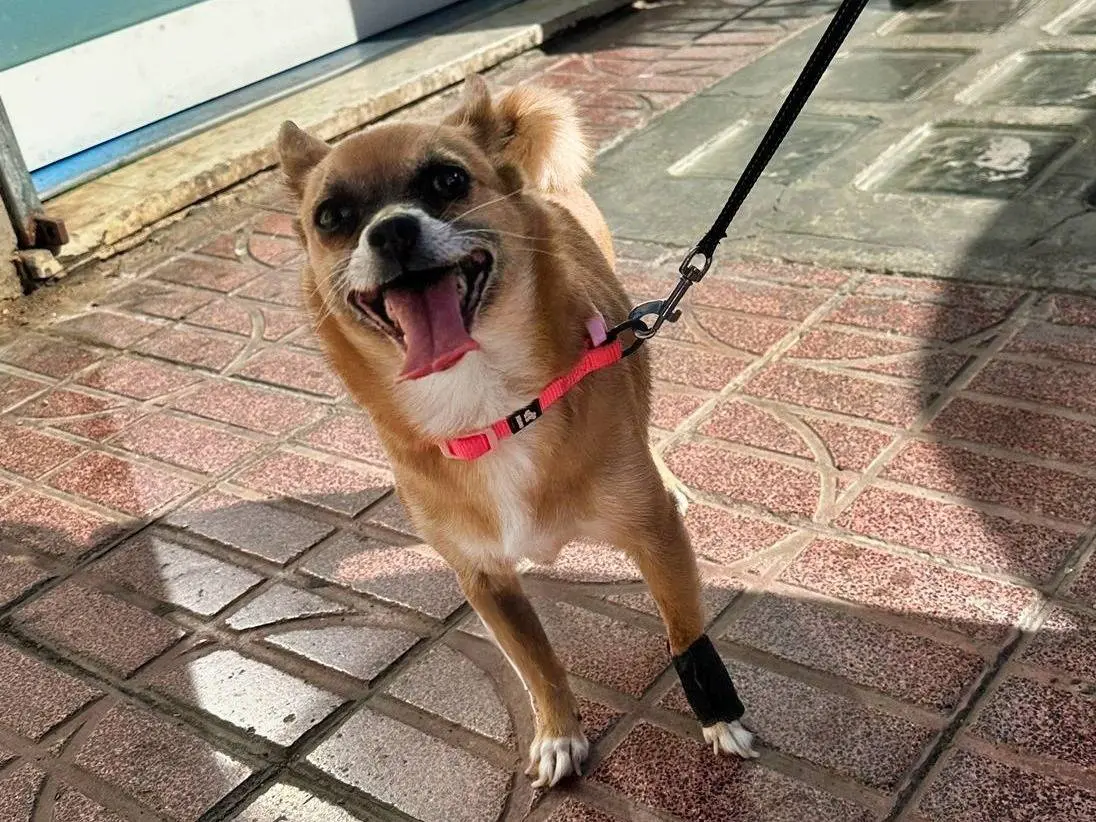 Adotta un cane, femmina, 5 anni e 8 mesi, Napoli