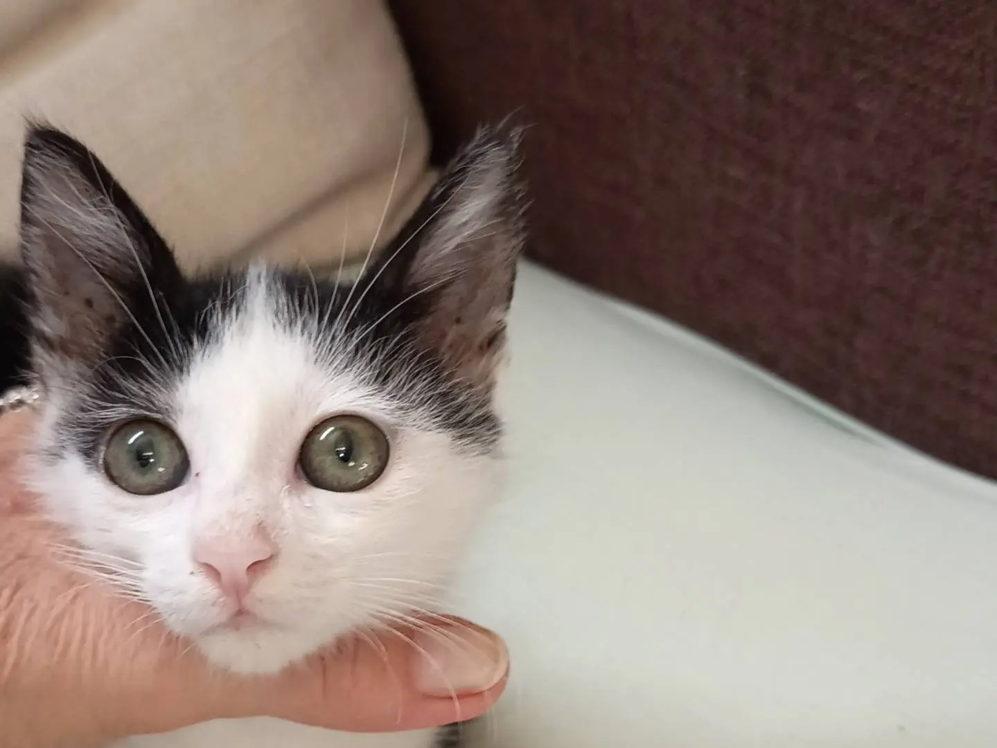 Adotta il gatto MACCHIETTA a Siracusa