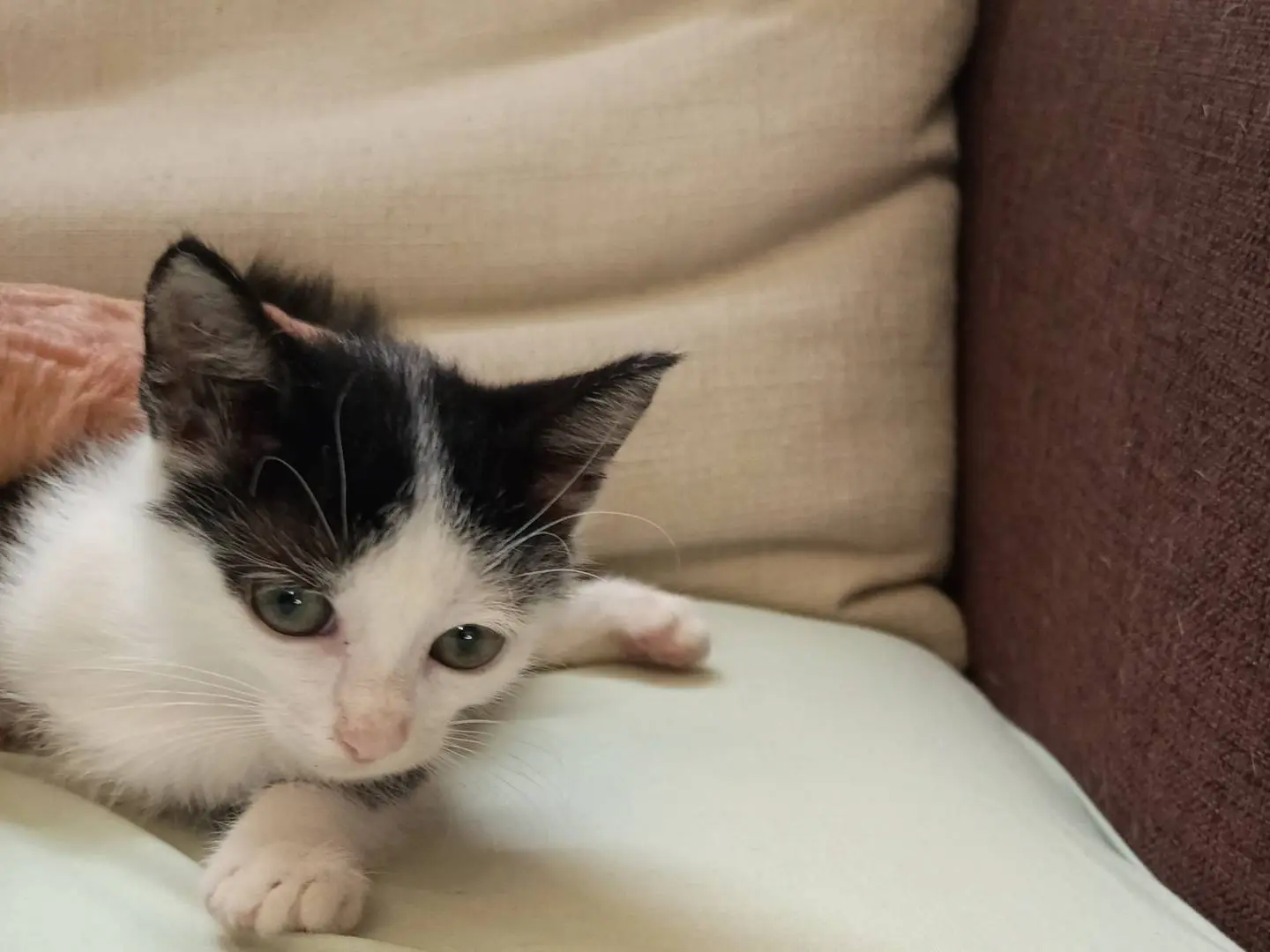 Vuoi adottare un gatto a Siracusa?