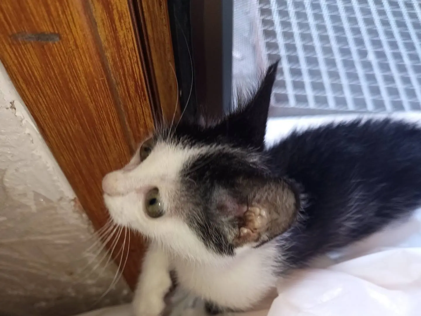 Adotta un gatto, femmina, 1 mese, Siracusa