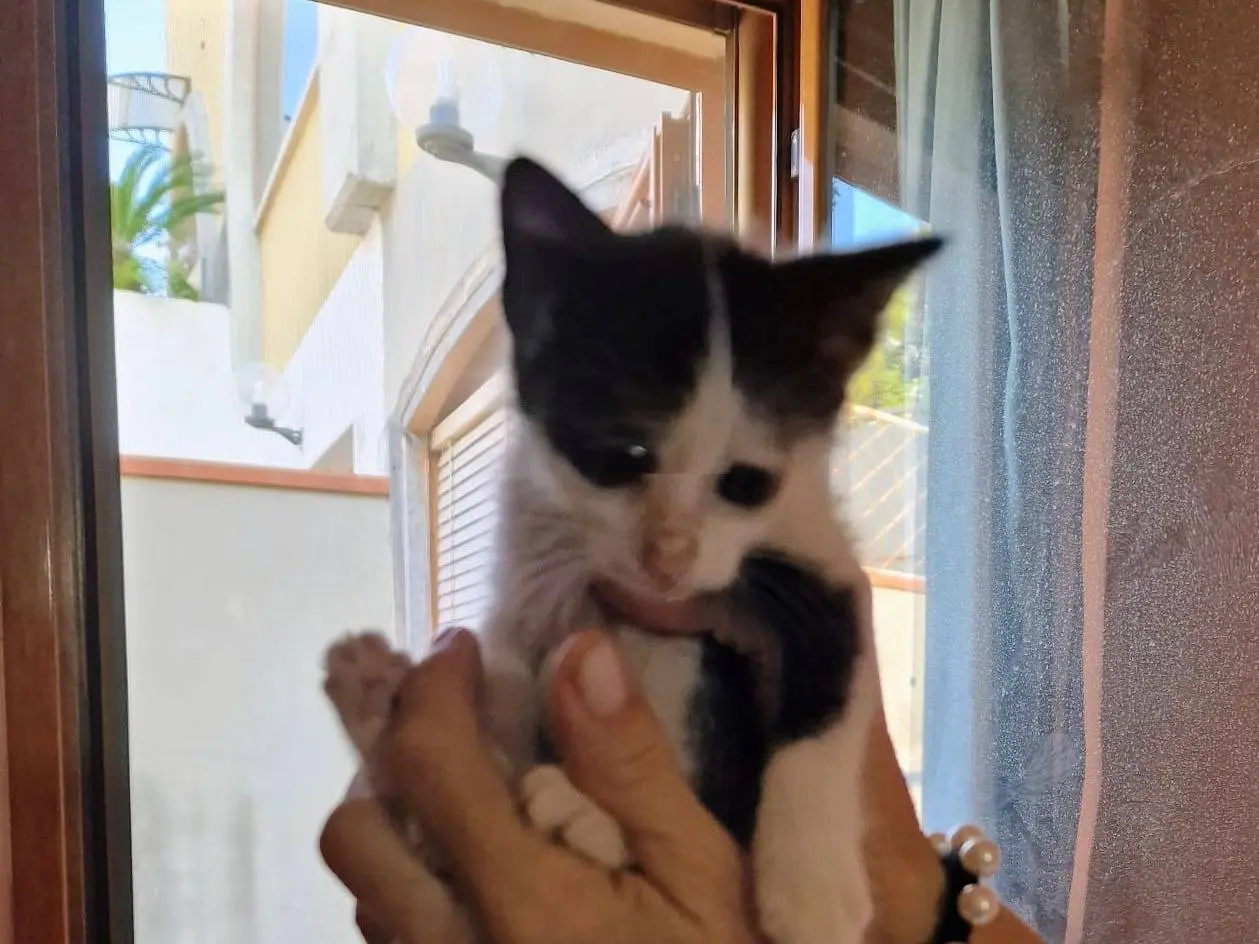 Adozione gatto, femmina, Razza sconosciuta Razza sconosciuta, 1 mese, taglia non valida, Siracusa