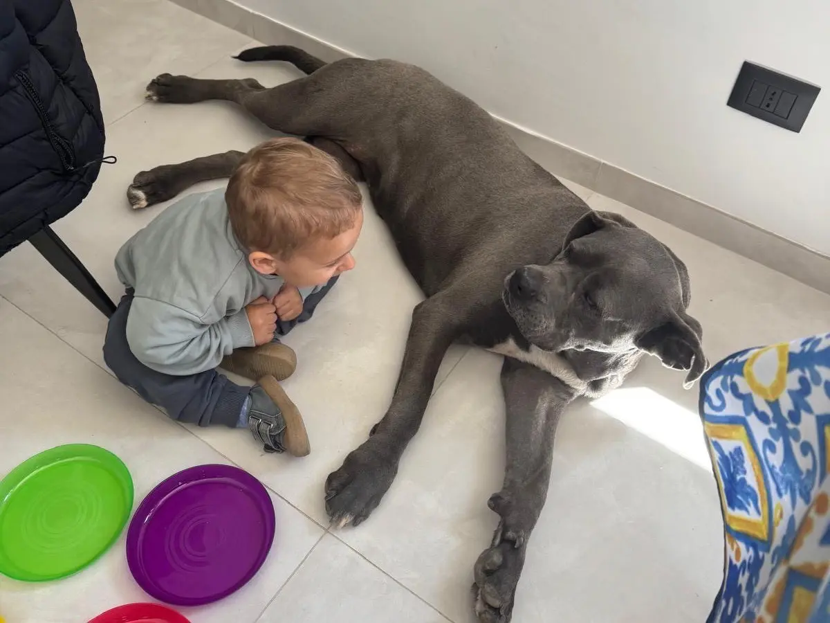 Vuoi adottare un cane a Agrigento?