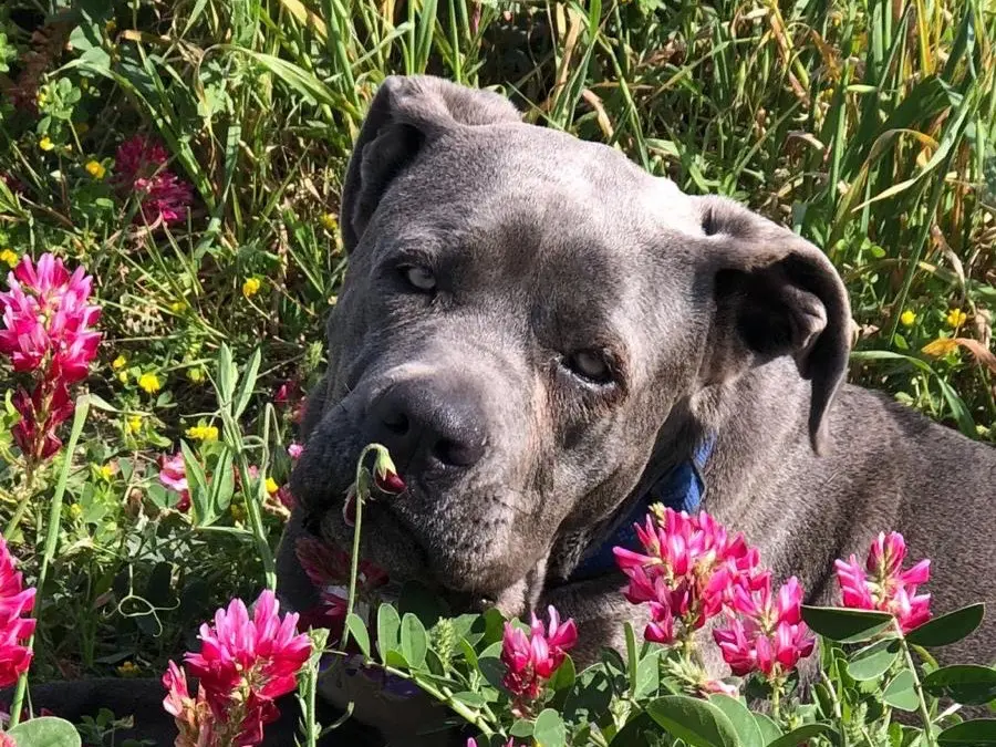 Adotta il cane Kubra a Agrigento