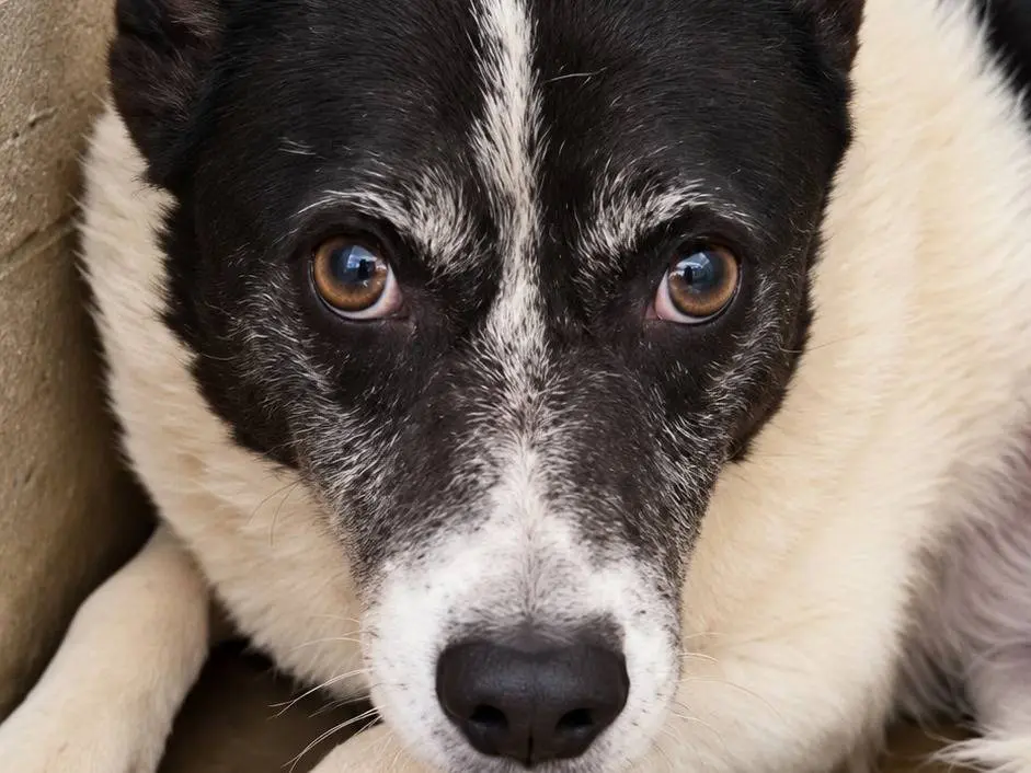 Vuoi adottare un cane a Avellino?