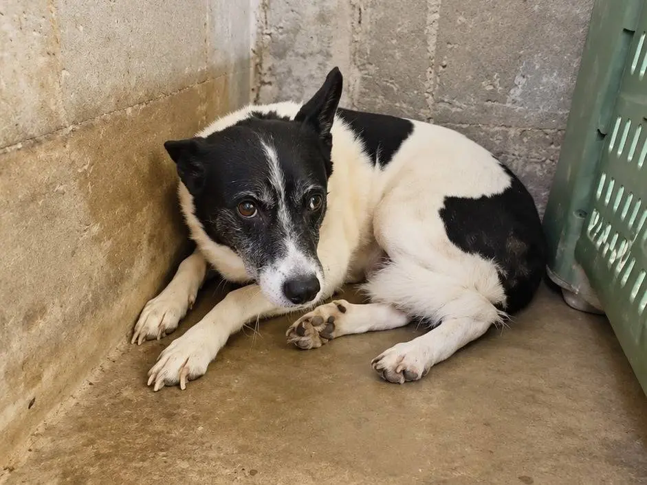Adotta un cane, taglia media contenuta, femmina, Avellino