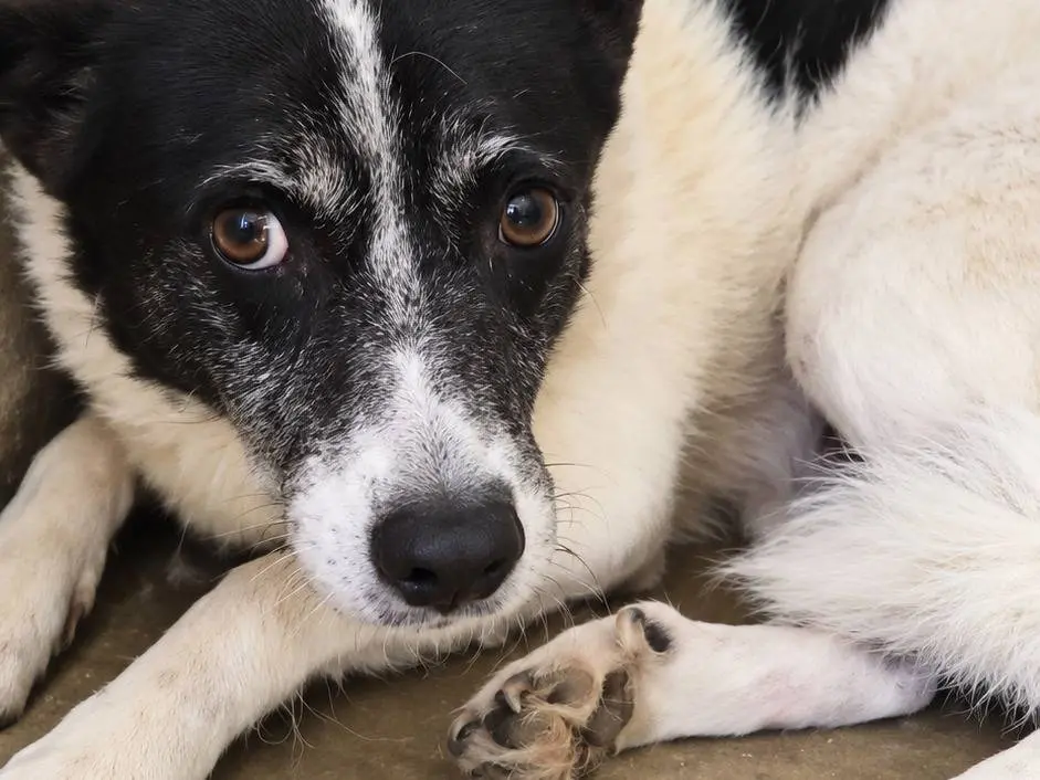 Adotta un cane, femmina, 6 anni, Avellino