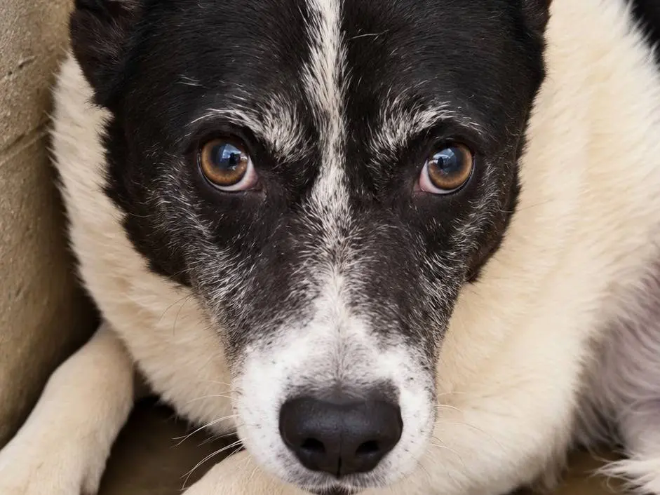 Adozione cane, femmina, Razza sconosciuta Razza sconosciuta, 6 anni, taglia media contenuta, Avellino