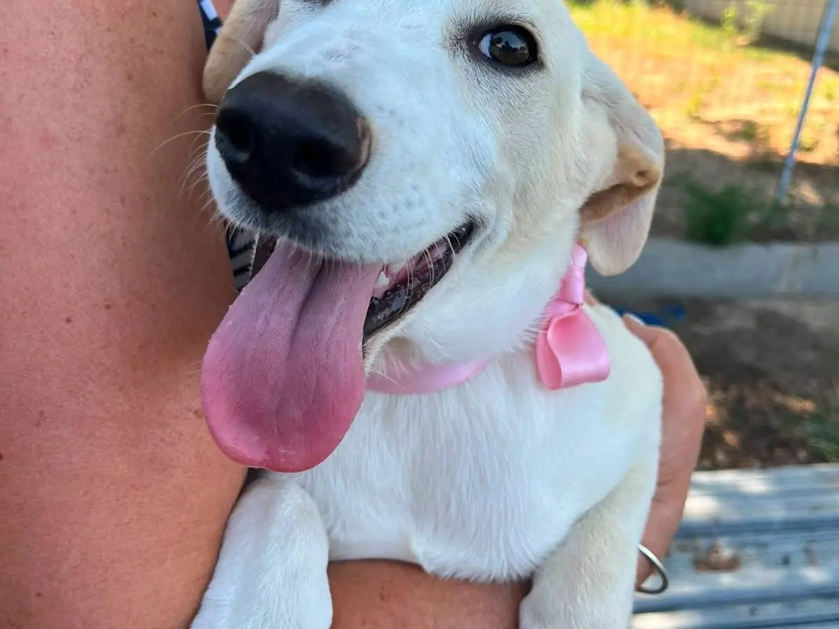 Adotta un cane, femmina, 6 mesi, Napoli