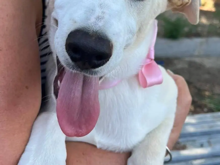 Adotta un cane, taglia grande, femmina, Napoli