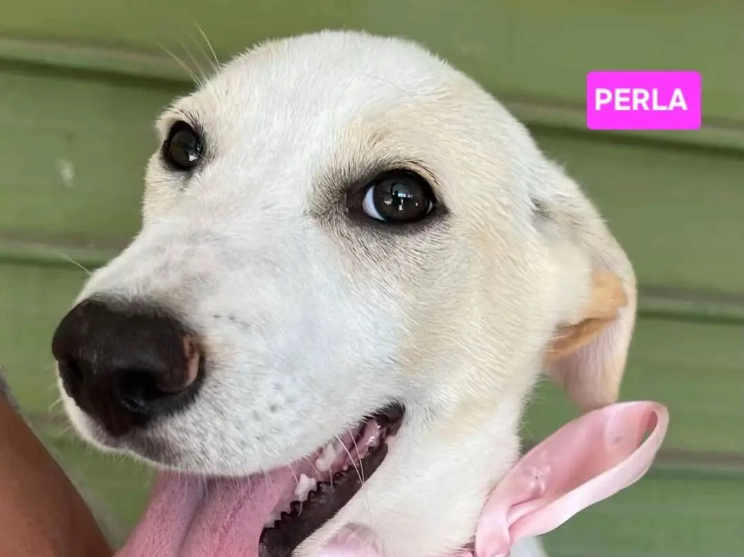 Adozione cane, femmina, Razza sconosciuta Razza sconosciuta, 6 mesi, taglia grande, Napoli