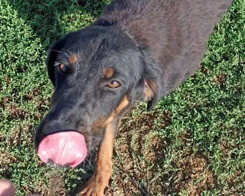 Adozione cane, maschio, meticcio, 6 anni e 1 mese, taglia media, Latina