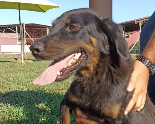 Adotta un cane, maschio, 6 anni e 1 mese, Latina
