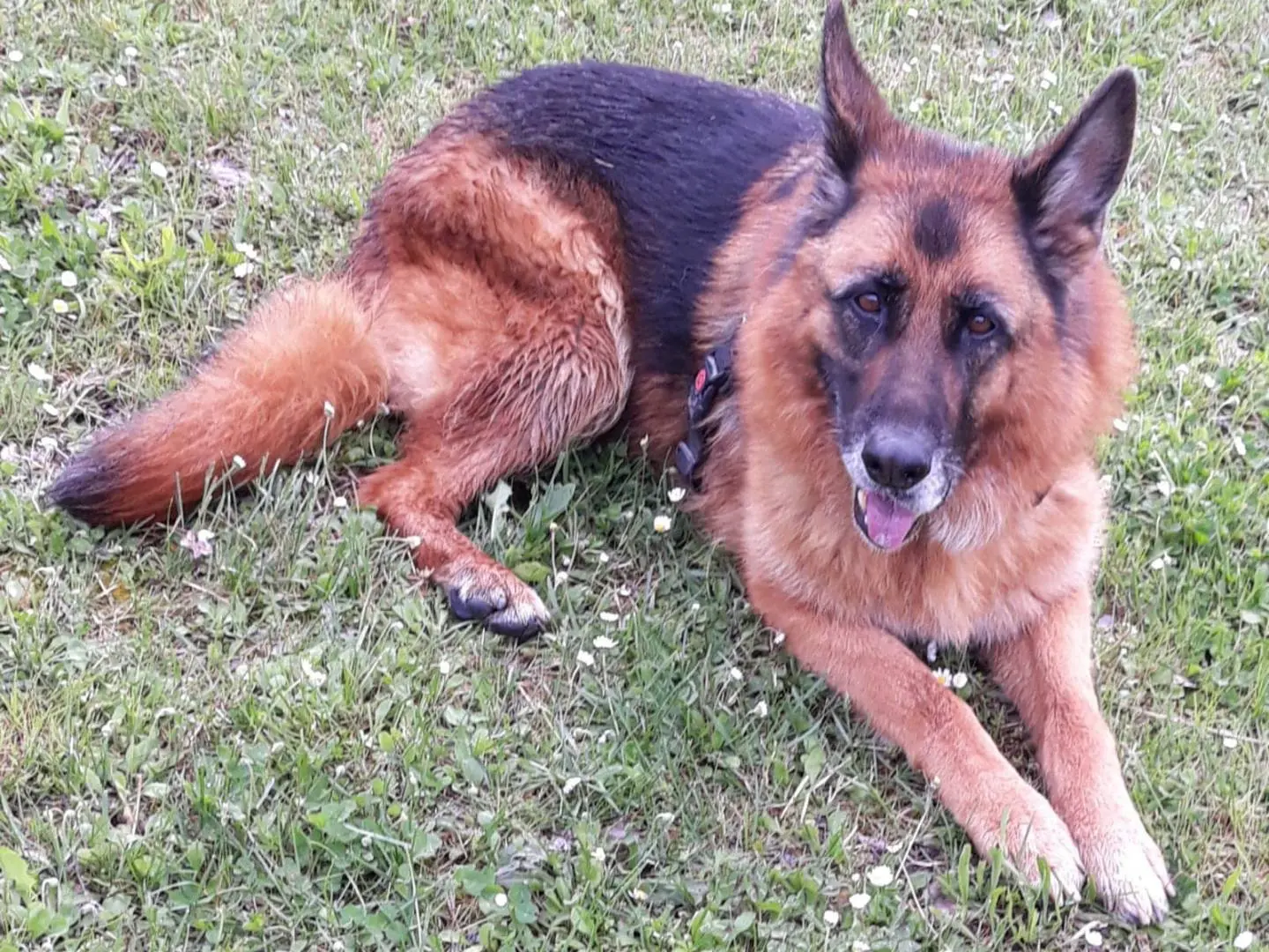 Adotta un cane, femmina, 13 anni e 3 mesi, Modena