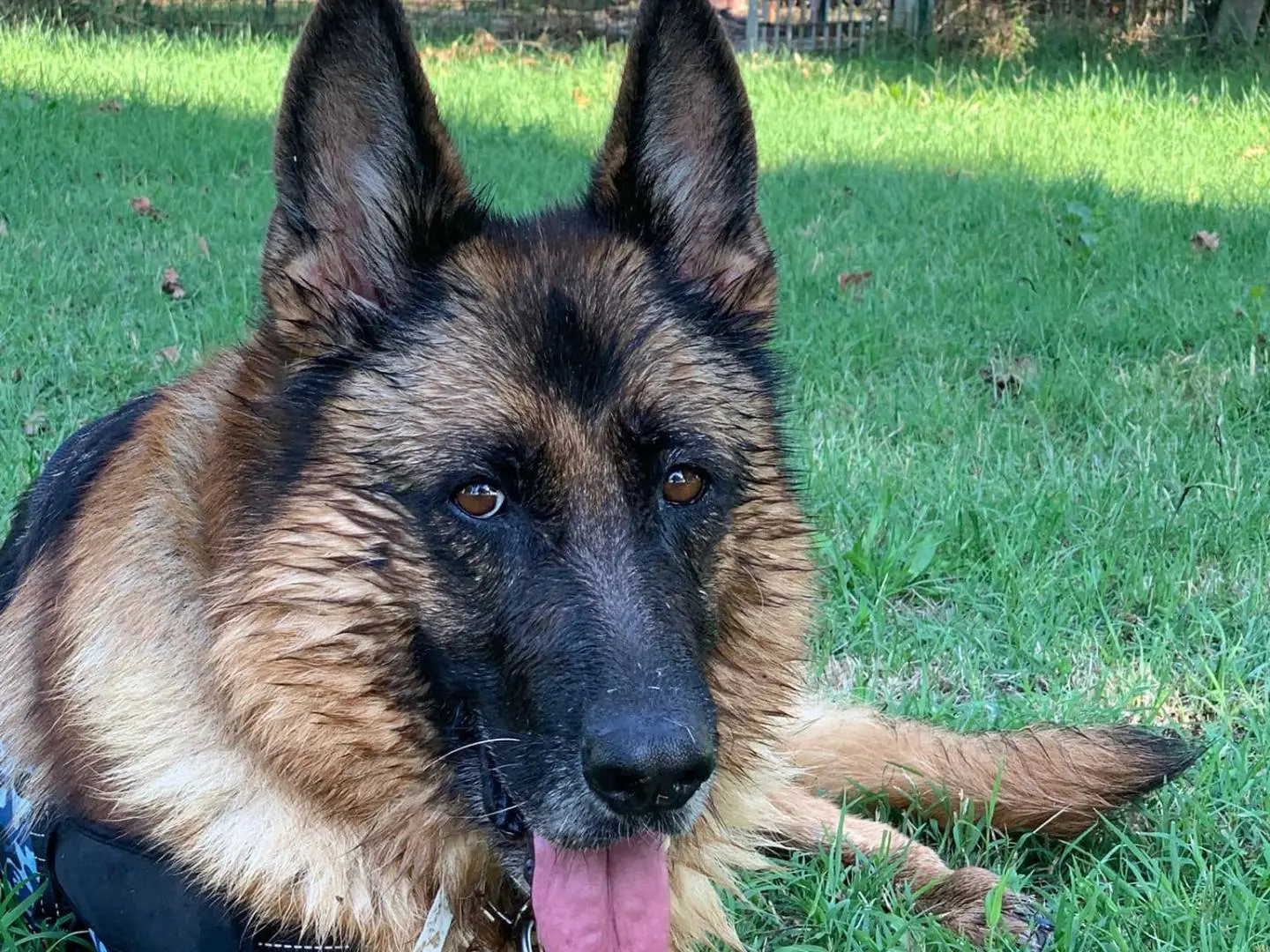 Adozione cane, femmina, Pastore tedesco Razza sconosciuta, 13 anni e 3 mesi, taglia media, Modena