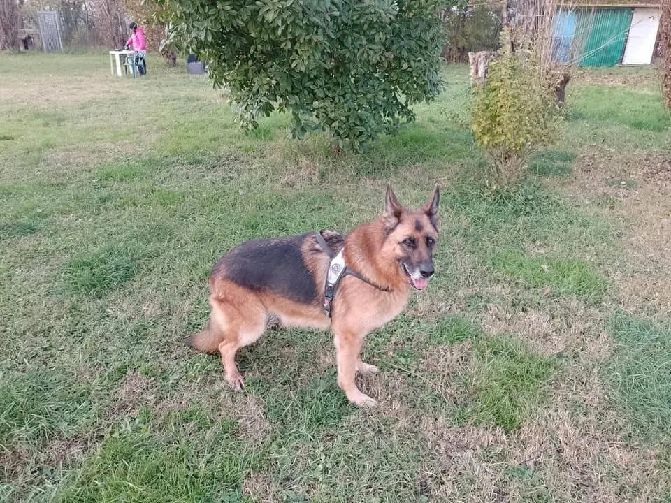 Vuoi adottare un cane a Modena?